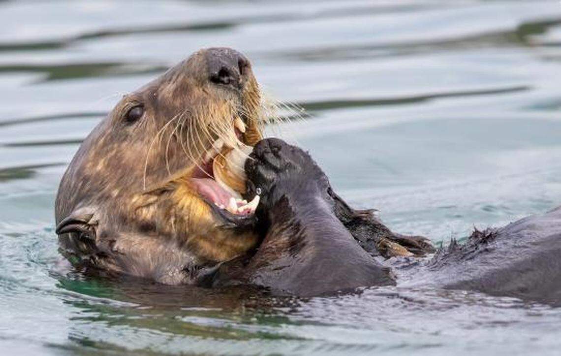 A southern sea otter dines on a clam.