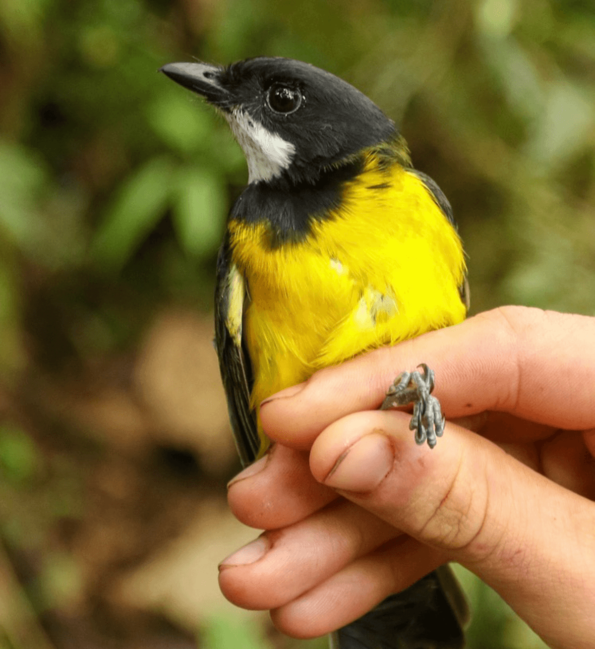 The regent whistler or Pachycephala schlegelii.