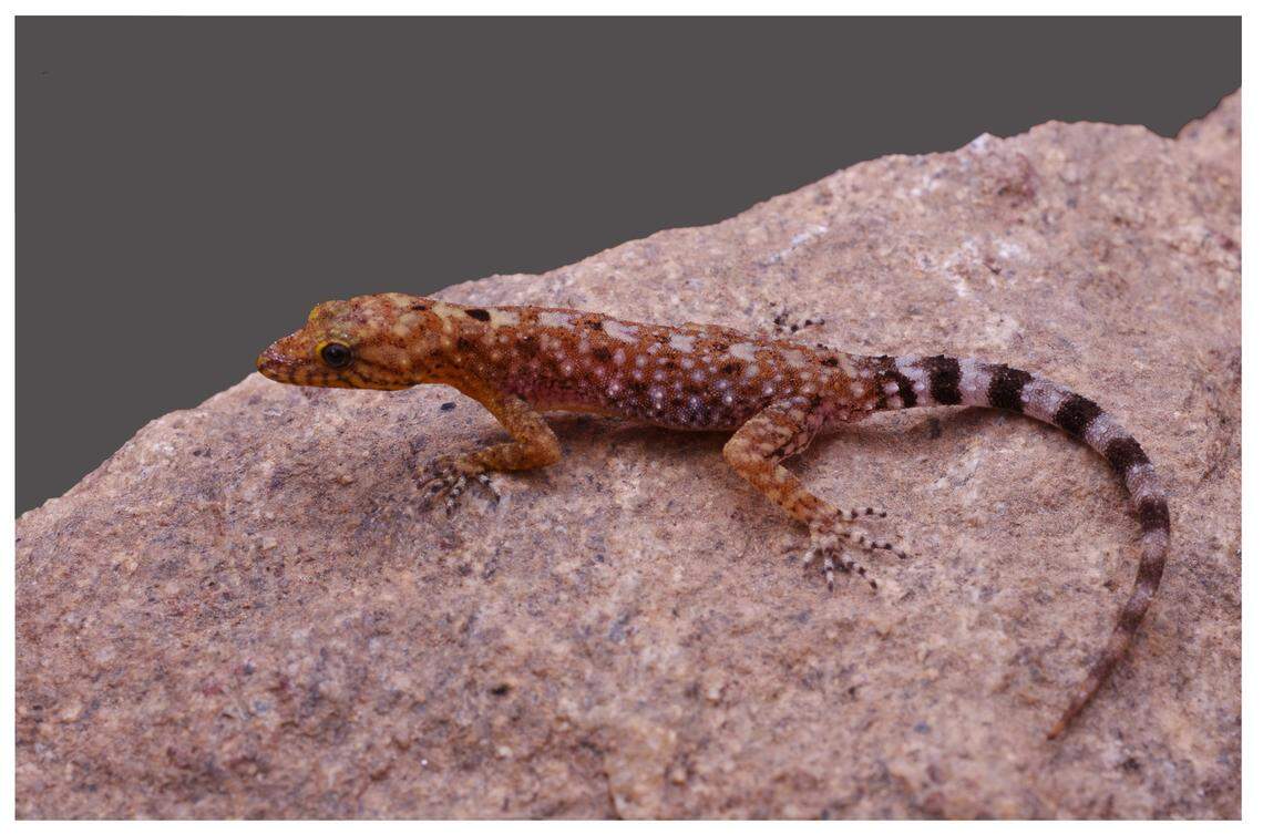 A male Cnemaspis triedra, or painted dwarf gecko, perched on a rock.