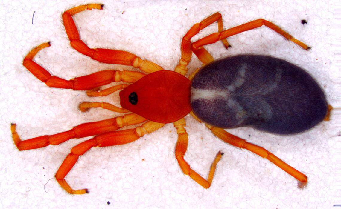 The spiders are hunters that live in rocks and leaf litter, researchers said.