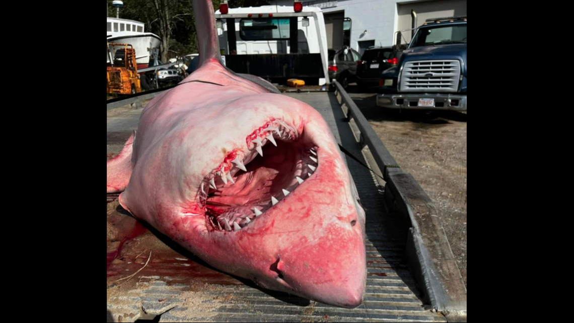 The “giant” shark was hauled away on a tow truck, with its gaping mouth exposed to passing motorists, photos show.