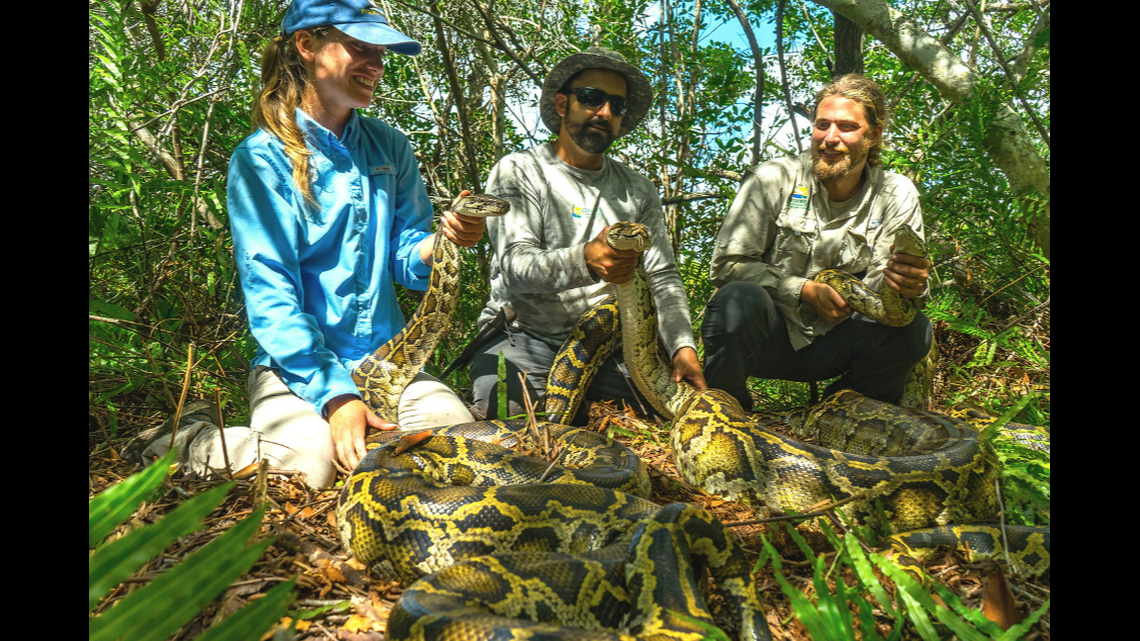 The Conservancy of Southwest Florida uses male pythons fitted with transmitters to track down female pythons before they can lay eggs. This photo shows (from left to right) Jaimie Kittle, Ian Bartoszek and Ian Easterling with some of the snakes captured.