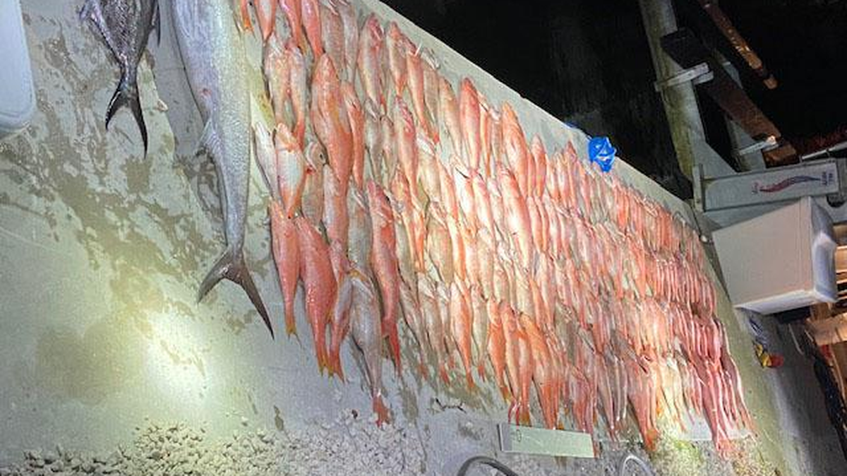 Henry Danzig’s illegal catch: nearly 170 fish that were illegally harvested in the Bahamas and brought back to the Florida Keys.