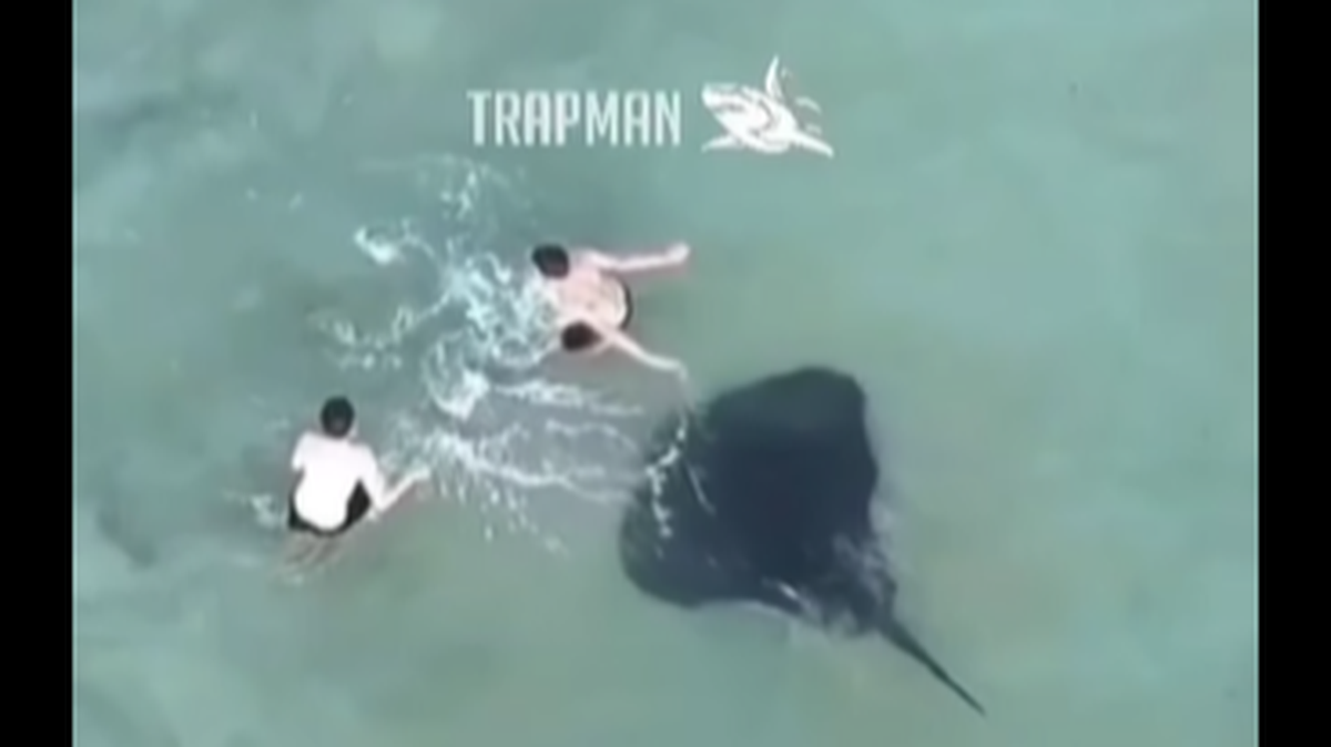 A drone recording waters off one of east Australia’s popular beaches caught the terrifying moment two swimmers collided with a venomous stringray, photos show.