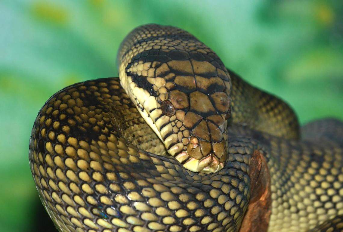 The amethyst or amethystine python (liasis ametistinus) , the largest snake in australia, can grow up to 25 feet and is very aggressive