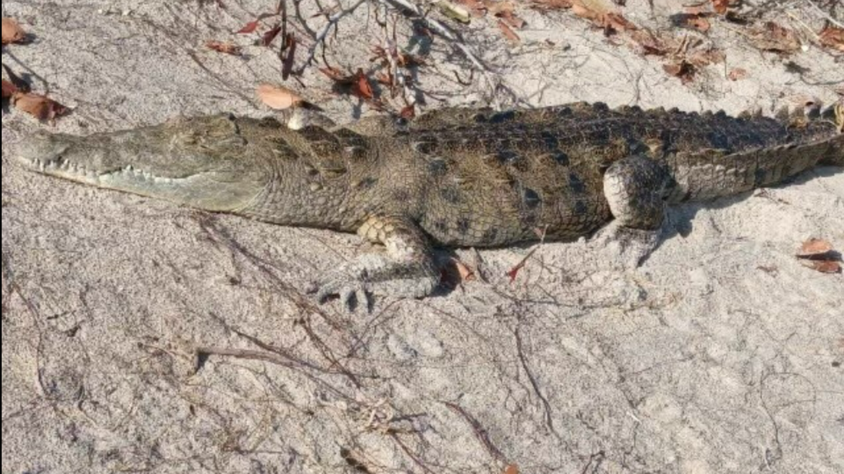 A rare American crocodile was seen Dec. 4 in Brevard County, Florida, which is the farthest north the species roams in the U.S.