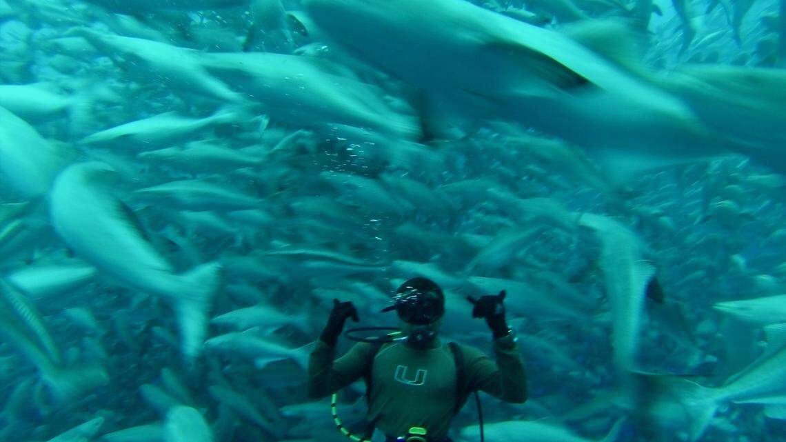 An aquaculture professional dives into a fish cage to check on cobia at Open Blue Sea Farms in Panama.