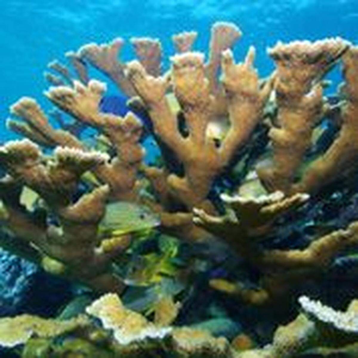 Research indicates that Cuban coral may be more resilient to warming oceans.
