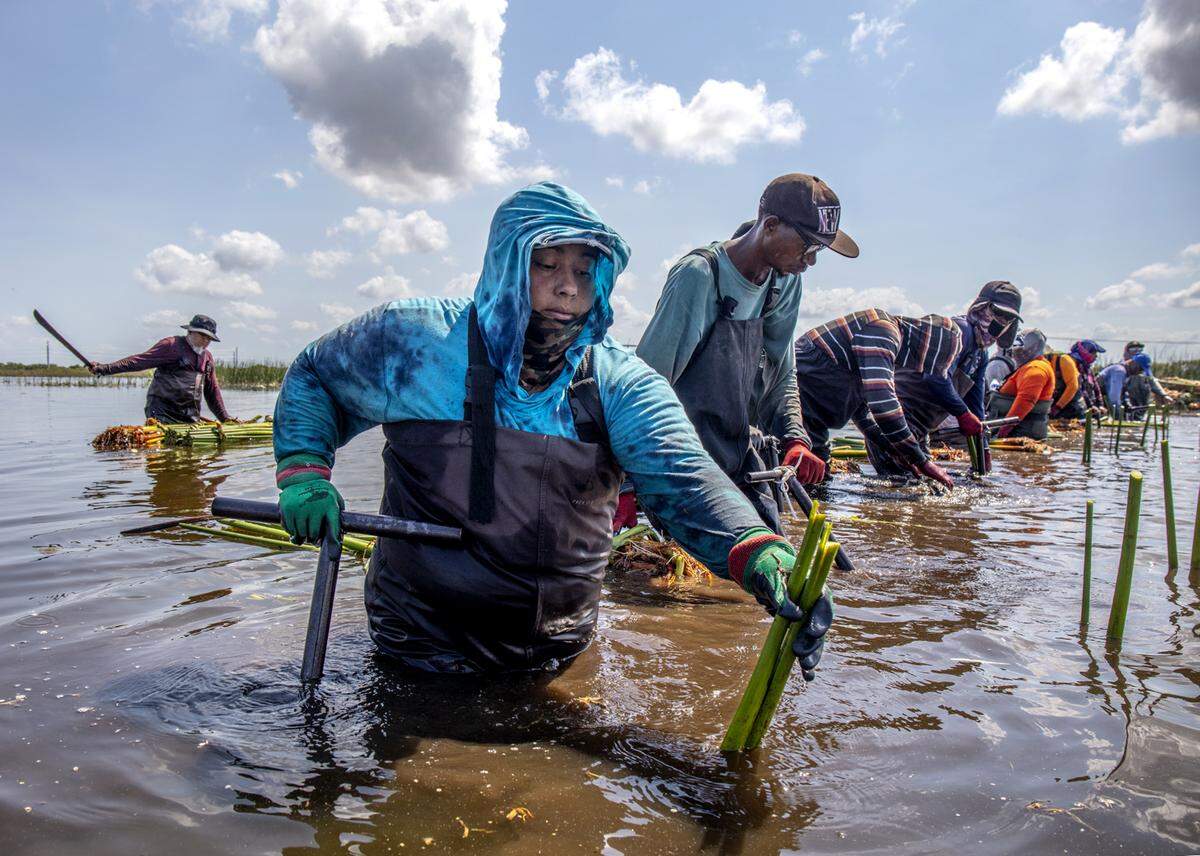 South Bay, Florida: Worker Ingrio Lopez (foreground) wades in the water while planting Bulrush for the South Florida Water Management District (SFWMD) in Stormwater Treatment Area 1 West as part of a vegetation management program.