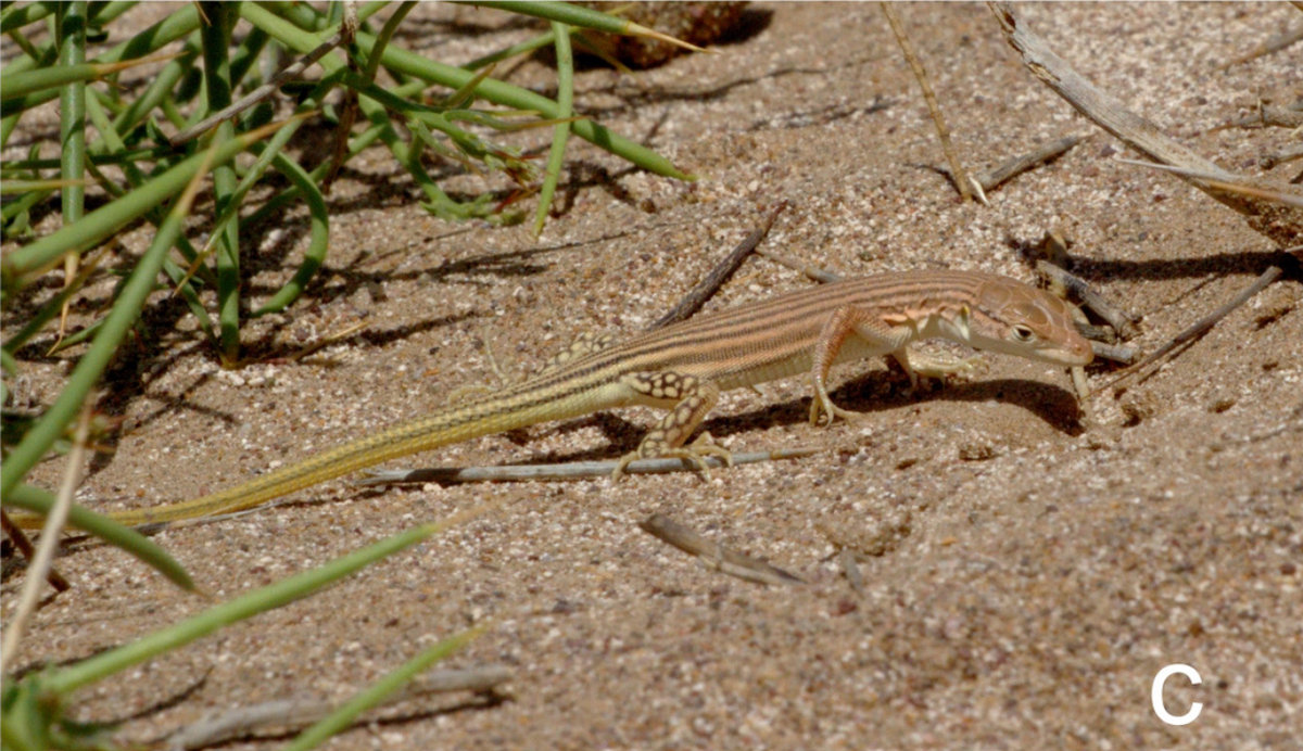 An Eremias pseudofasciata, or false striped racerunner lizard, near some plants.