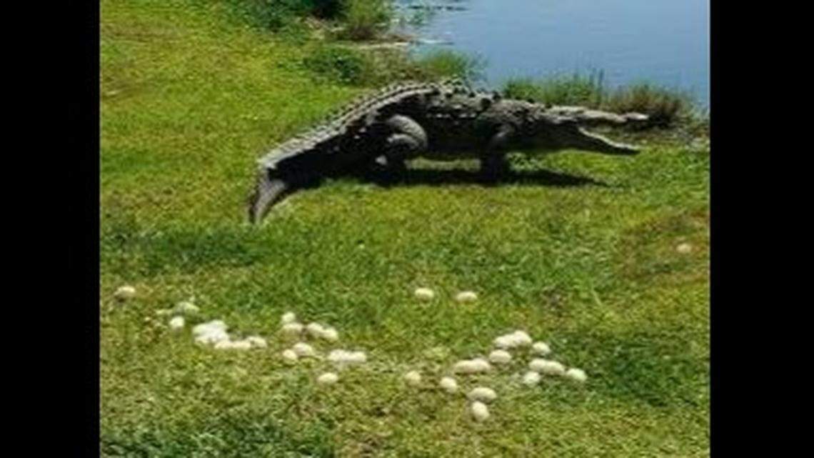 A 13-foot crocodile did something extraordinary when it paused just 10 feet from a group of people at a Florida attraction and started popping out dozens of eggs in the grass.