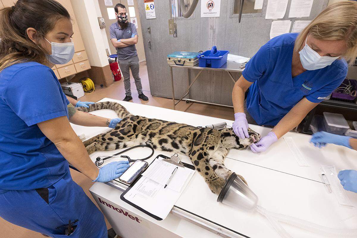 ‘Serai,’ an 11-year-old female, endangered clouded leopard at Zoo Miami, underwent a series of exams on Monday, Aug. 1, 2022, to diagnose what is causing her ongoing vomiting.