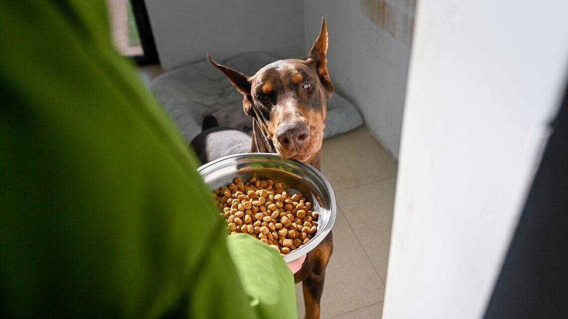 The hidden dangers of storing kibble in a pet feeding station and what the FDA says to do instead