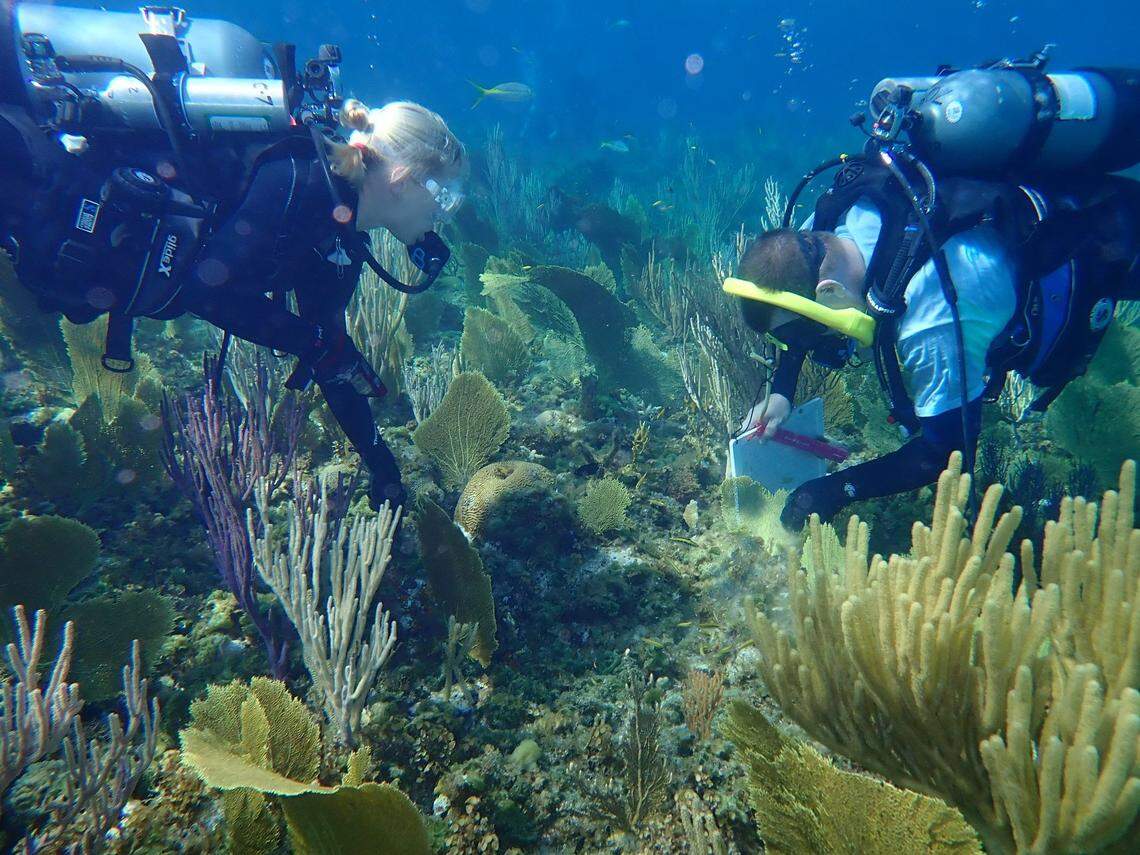Andrew Stamper, a conservation science manager for Disney, right, and another diver examine a reef for damage from stony coral tissue loss disease. Disney is providing funding and expert research teams to combat the marine epidemic.