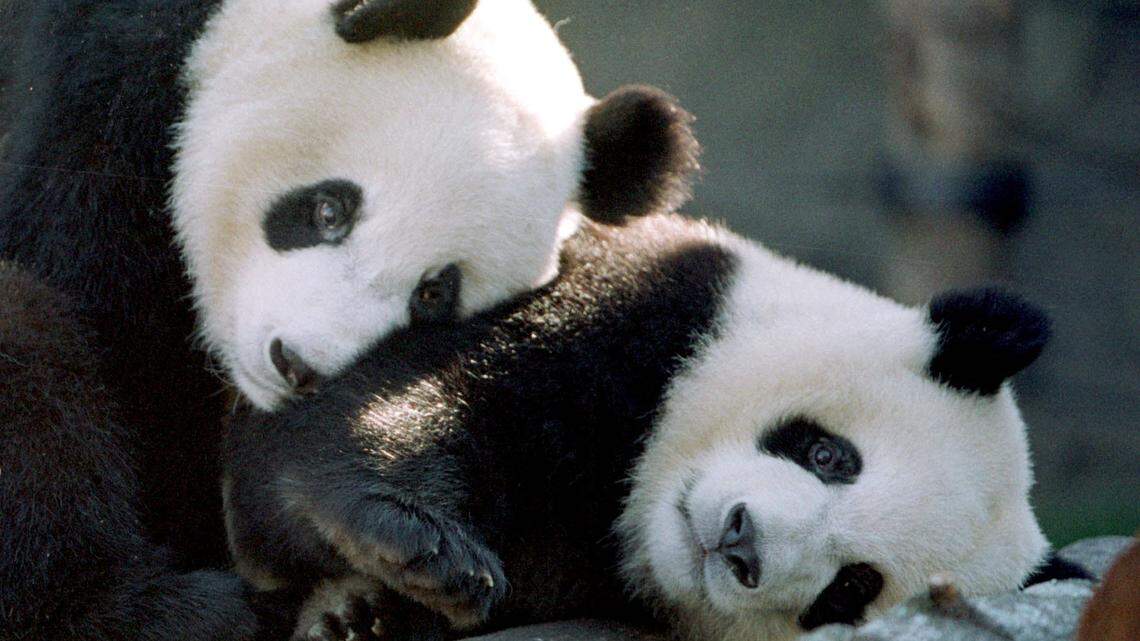 zoo atlanta giant panda yang yang lun lun