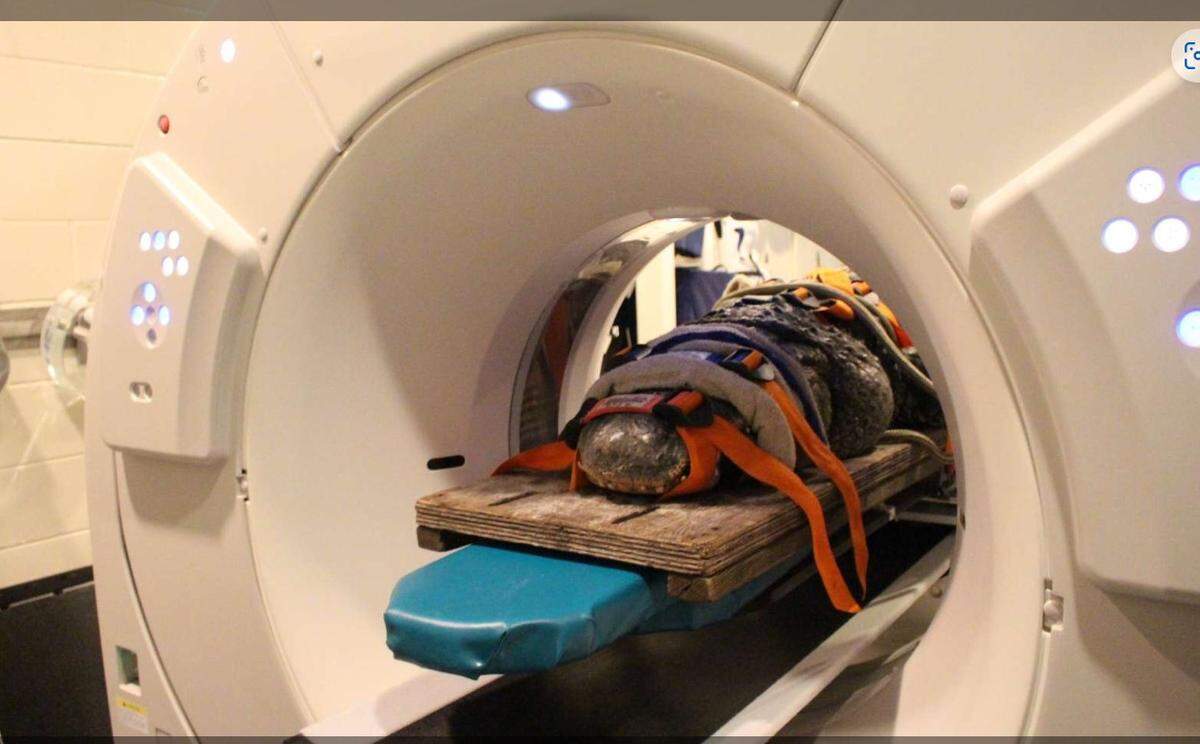A gator from the St. Augustine Alligator Farm Zoological Park named Brooke recently got a CAT scan at the University of Florida College of Veterinary Medicine in Gainesville, Florida/University of Florida College of Veterinary Medicine