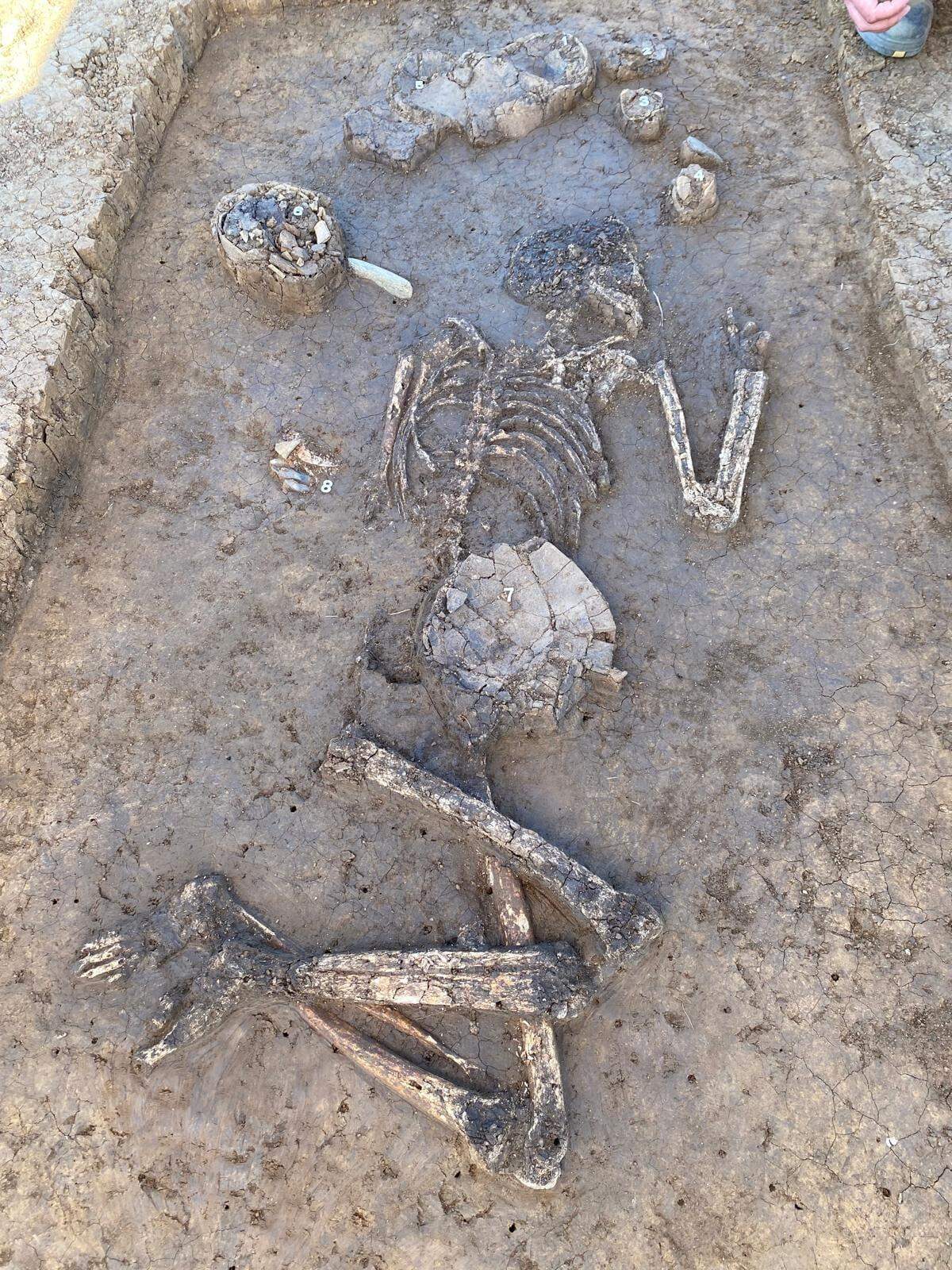 An ancient skeleton from the neolithic era was discovered in Germany during a construction project