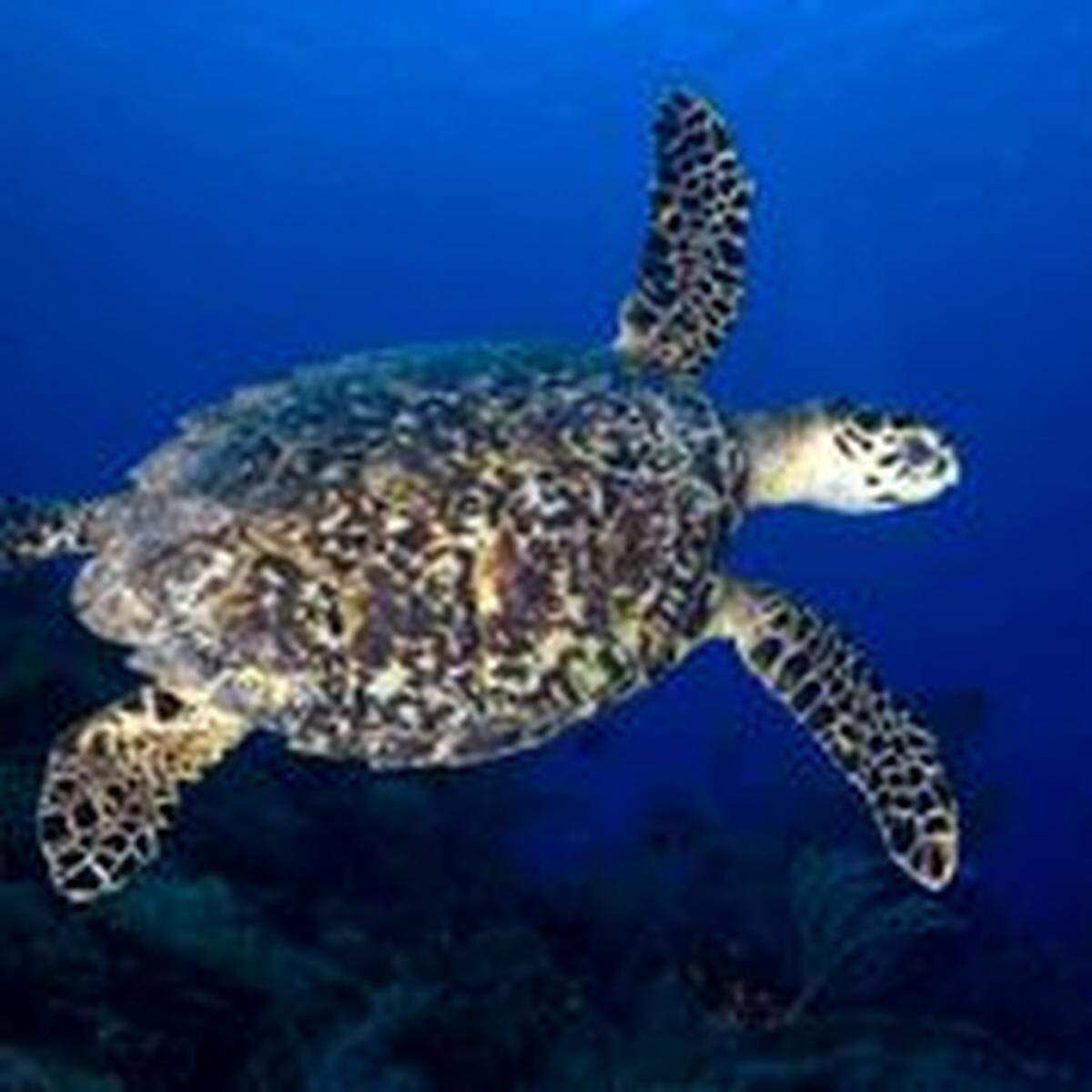 Cuba’s Guanahacabibes Peninsula, with its many marine protected areas, is an important nesting area for sea turtles.