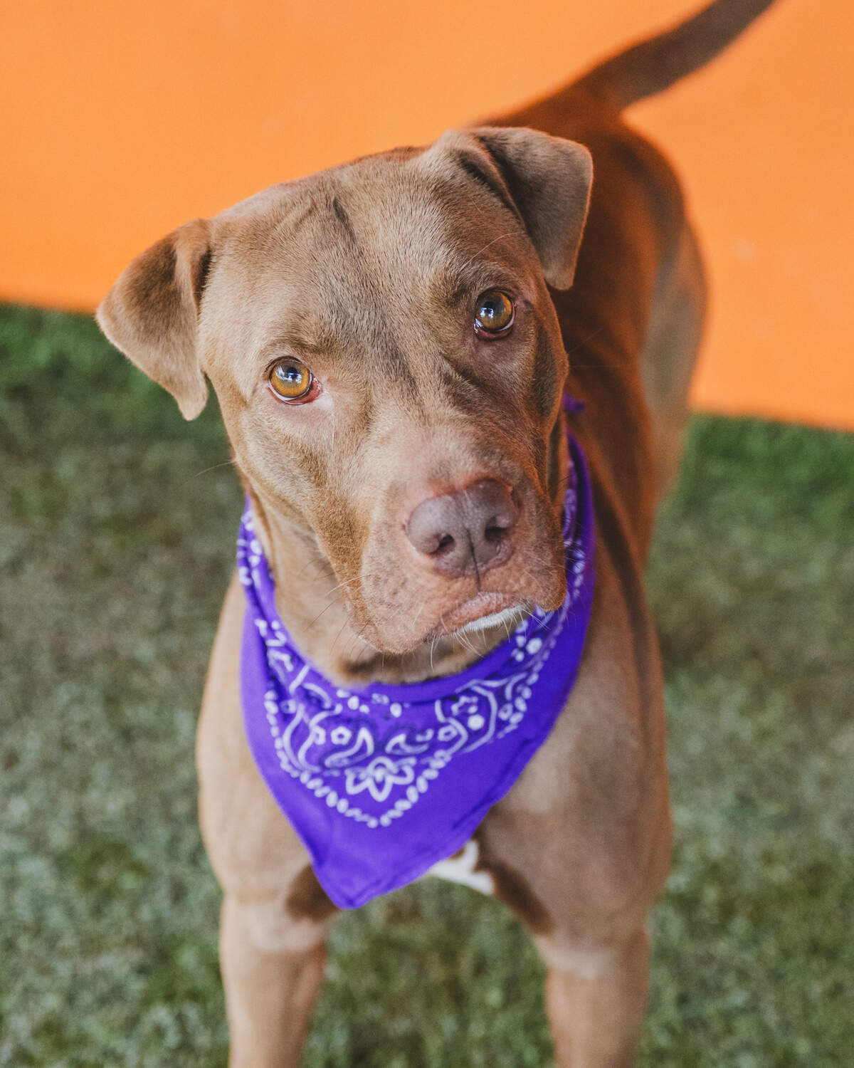Introducing Sara Vogel #A2451702, a delightful 3-year-old Labrador Retriever mix who’s been patiently waiting for her forever home since March. Sara is a social butterfly, thriving in playgroups and enjoying the company of lower-energy dogs. She’s a treat-loving, attention-seeking sweetheart who’ll steal your heart. Make Sara a part of your family and let her bring joy, love, and tail wags into your life. Adopt Sata today and give her the love she’s been longing for!