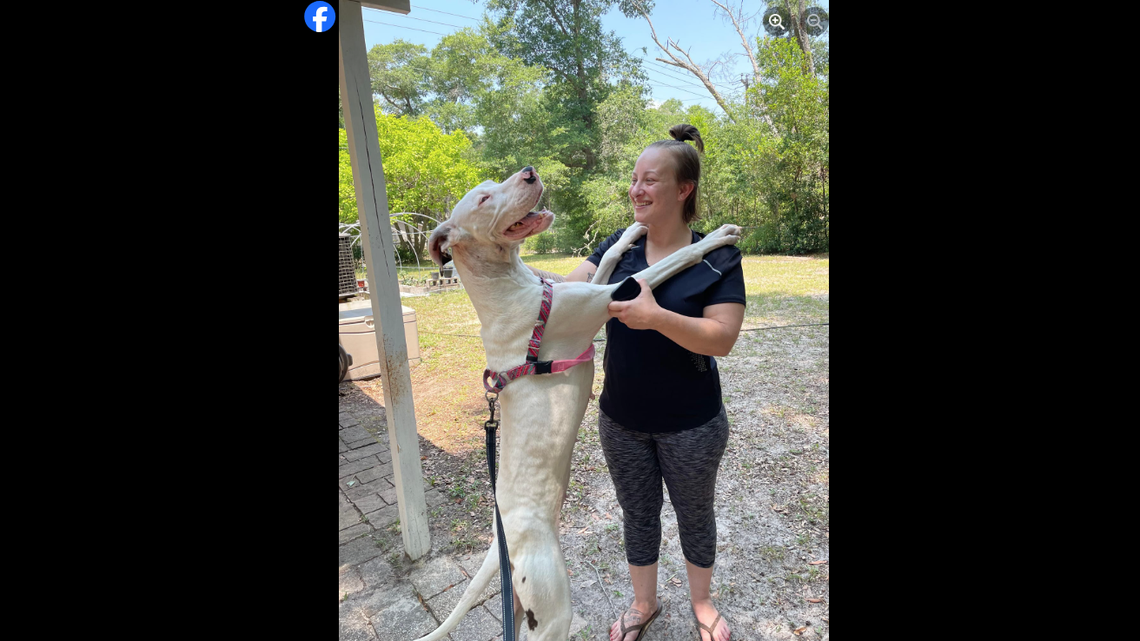 Angel’s health has improved over her six months in care, but she will fight lifelong damage to her body, the rescue said.