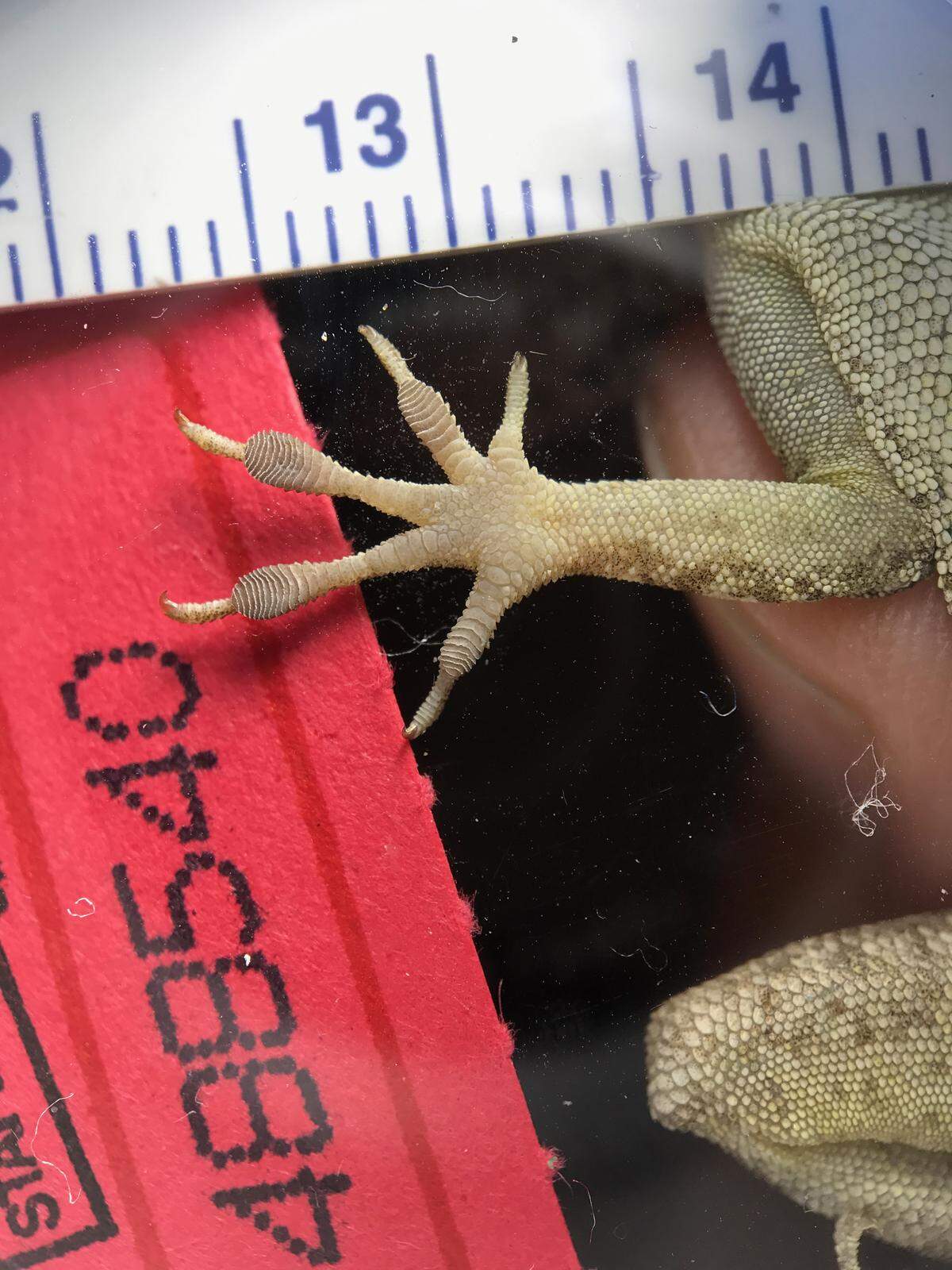 Researchers found that long-legged lizards with bigger toepads survived hurricanes better than their short-legged brethren.