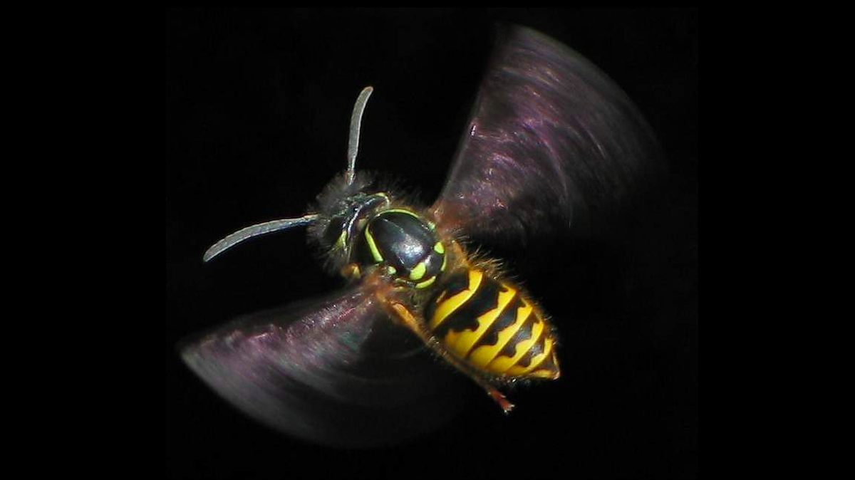 Scientists at Ohio State studied wasp and bee stingers in detail to determine how exactly the “elegant” stingers deliver as much pain as possible. The researchers say it could help develop microneedles.