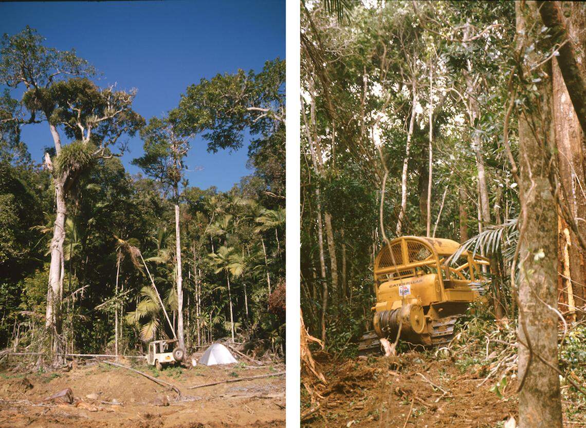 The area near where Rhacodactylus willihenkeli, or Willi’s giant gecko, was found.