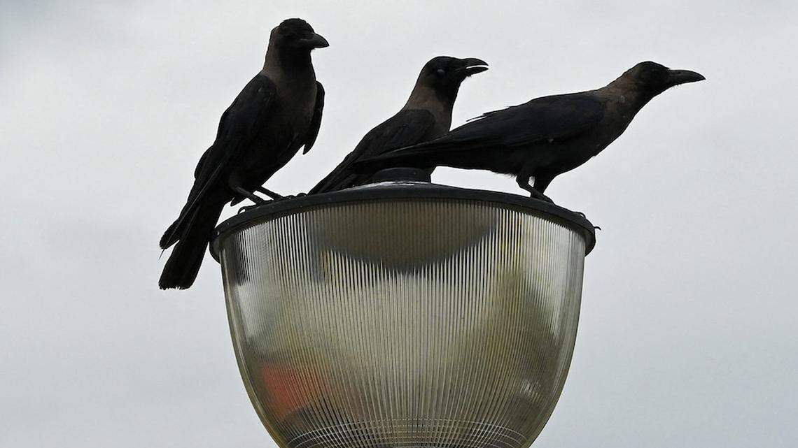 Crows Rip Out Animatronic Rapunzels Hair at Tokyo Disney