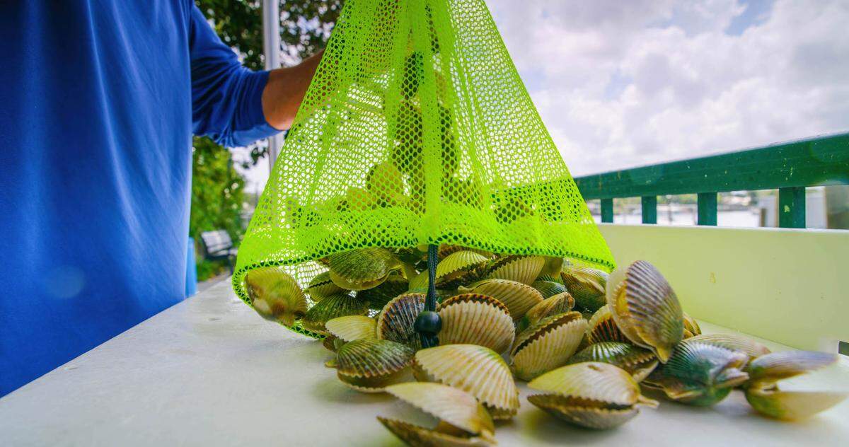 Scalloping is a uniquely rewarding Florida experience.
