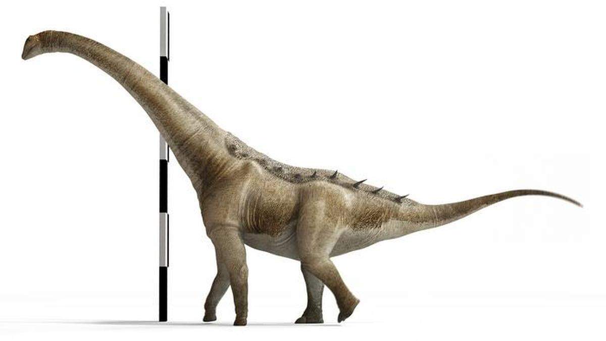 Q. pintiquiniestra represents one branch of the major Titanosauria family, researchers said.