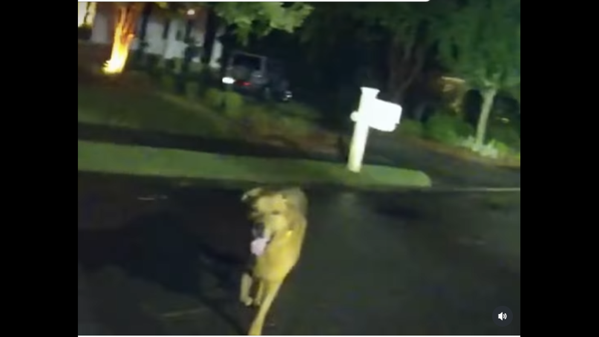 This video screengrab shows the moment a dog found an Okaloosa County sheriff’s deputy and led her to an injured woman in the Florida Panhandle. 