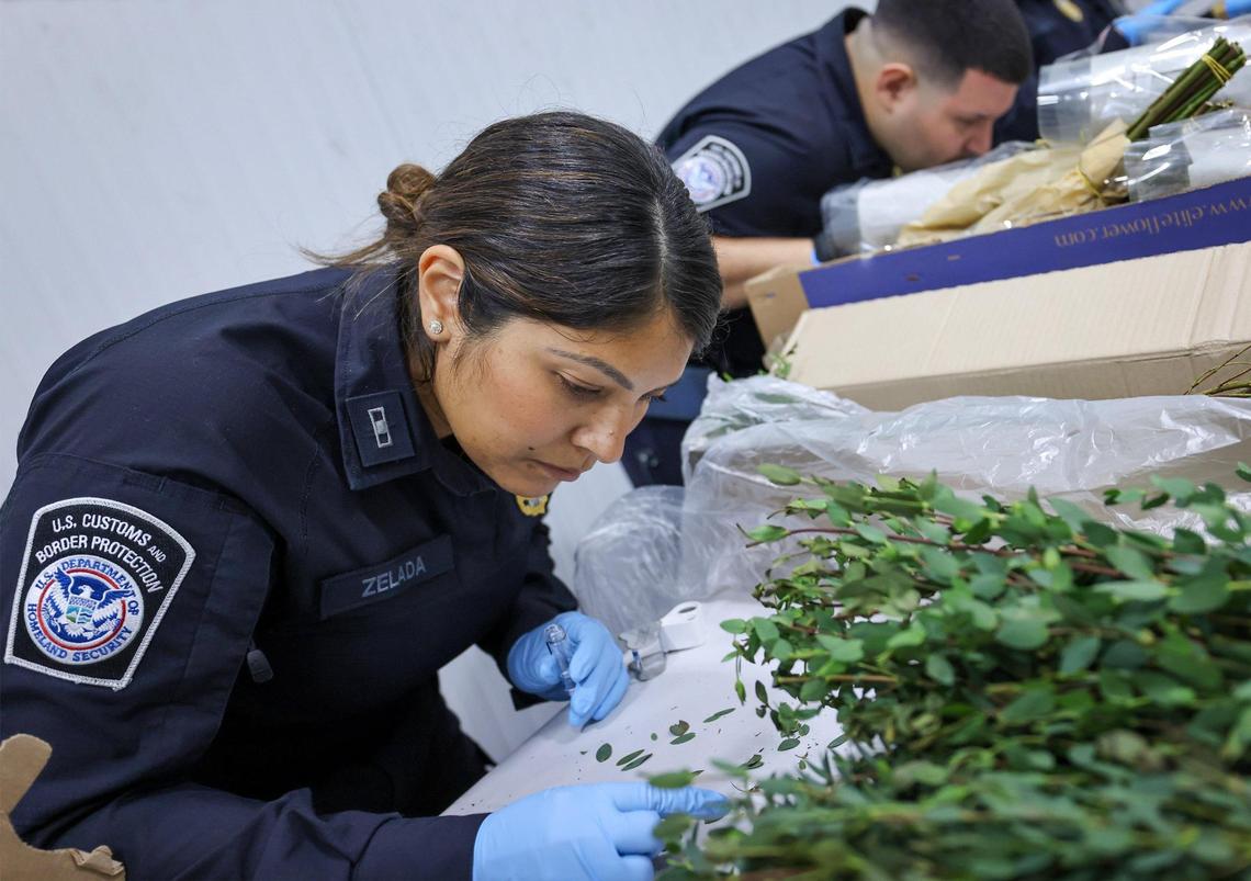 U.S. Customs Agricultural Specialist Sharlette Zelada, left, closely inspects boxes of floral shipments as significant boxes of flowers from Colombia and Ecuador arrived at the FedEx Cargo Hub at Miami International Airport, as local florists and distributors prepare for Valentine’s Day on February 12, 2025. Notably, only 2% of the shipments are inspected by U.S. Customs Agricultural Specialists in order to ensure pest management and the quality of floral and plant shipments.