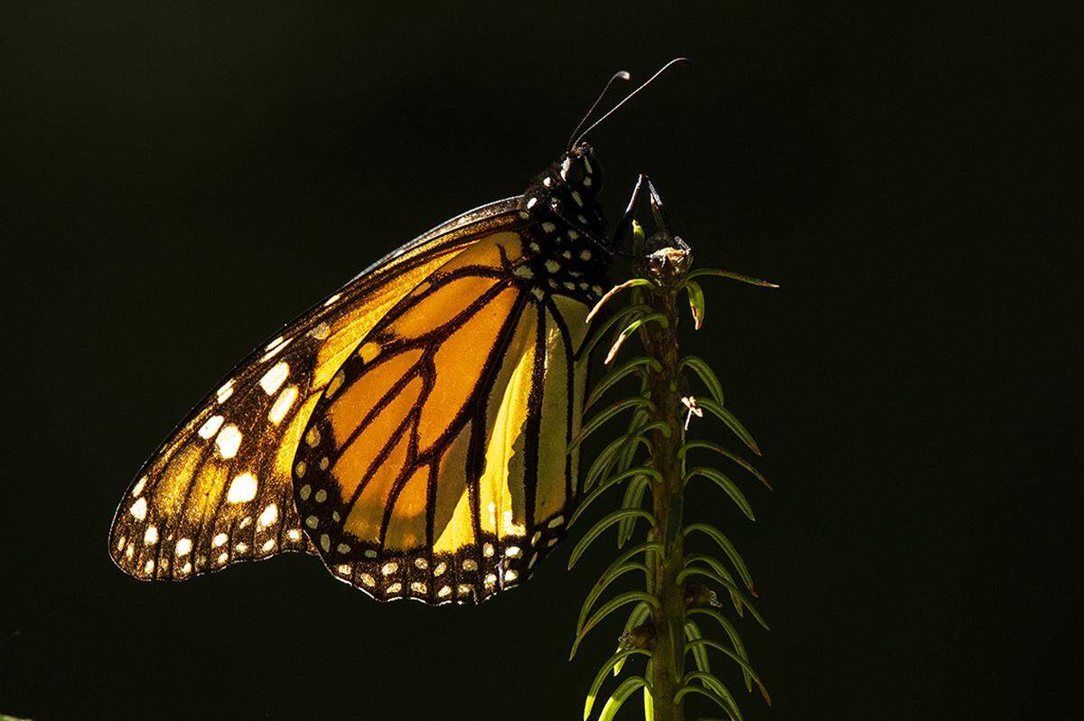A monarch climbs to the end of an Oyamel fir tree branch to reach the rays of the sun trying to warm up.