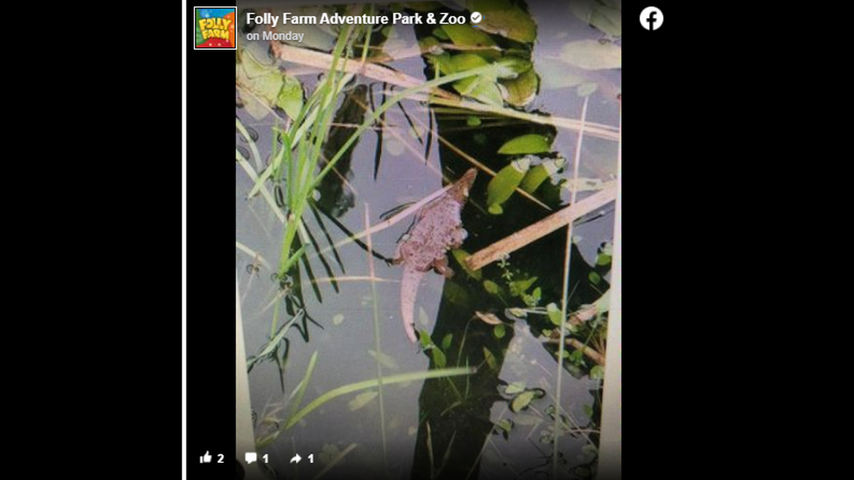 This mysterious creature was seen treading water at the Folly Farm Adventure Park & Zoo in Kilgetty, in the United Kingdom.