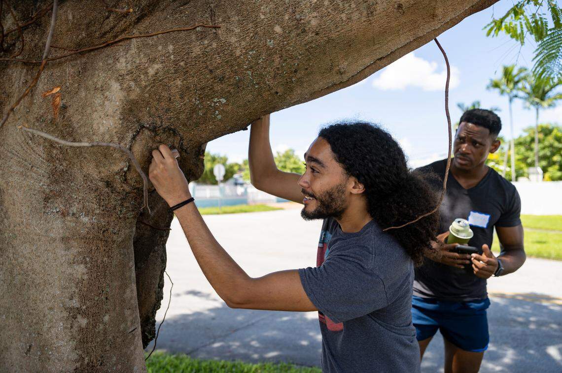 Austin Bozgoz, 26, left, and Patrick Barrett, 35, both students at the University of Miami, place a heat sensor underneath a tree near the intersection of West 6th Avenue and West 40th Place on Saturday, Sept. 10, 2022, in Hialeah, Fla. Bozgoz and Barrett participated in a citizen science event, Shading Dade, where volunteers were tasked with placing heat sensors in specific locations across Miami-Dade County to help record heat temperatures.