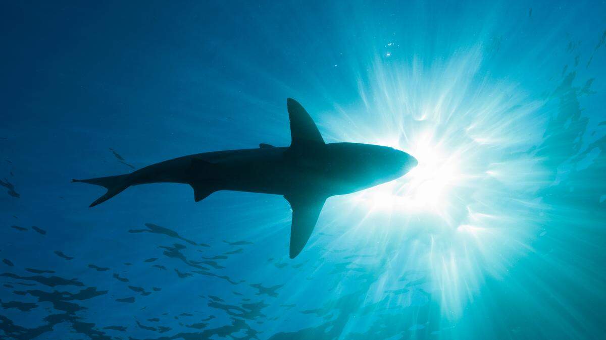 A shark bumped a surfer off his surfboard at a San Clemente beach, closing ocean access, California officials say.