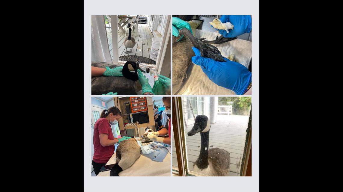 A goose reunited with her injured partner at a Massachusetts animal clinic.