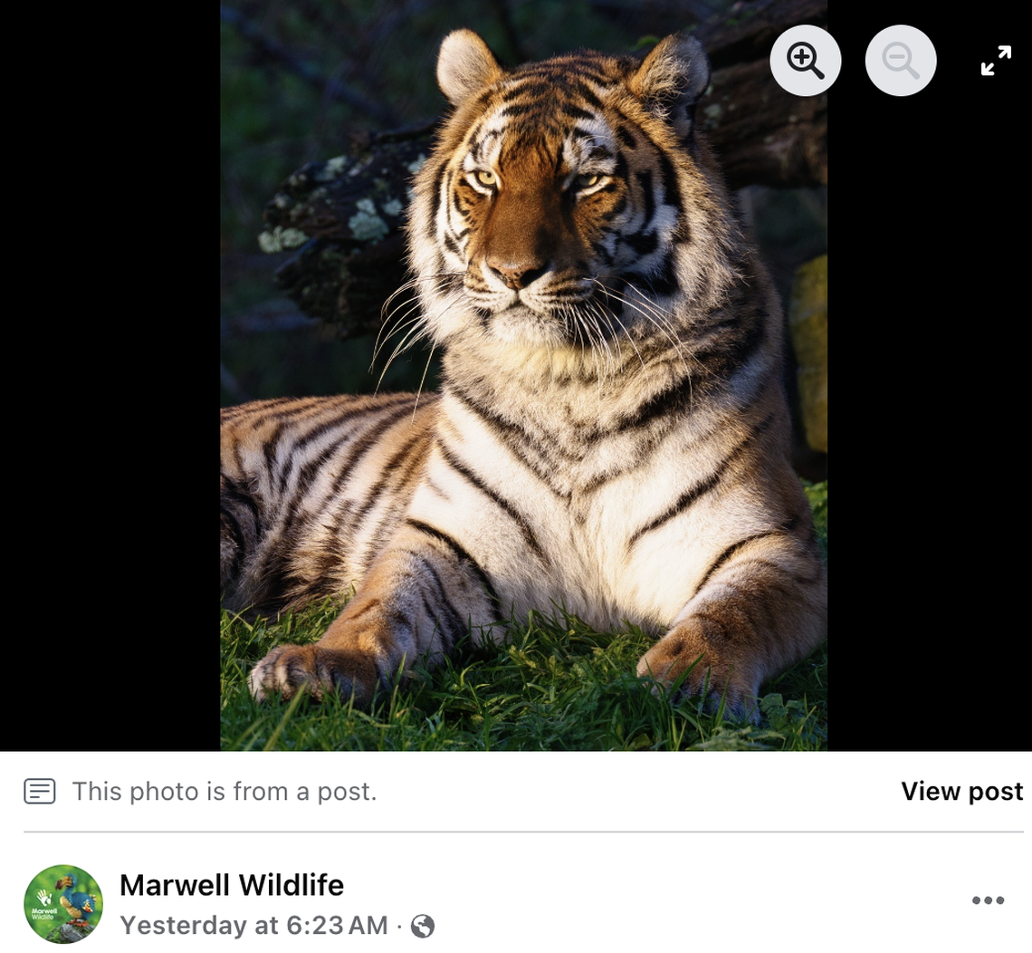 Valentina was brought to England from the Czech Republic in 2020.