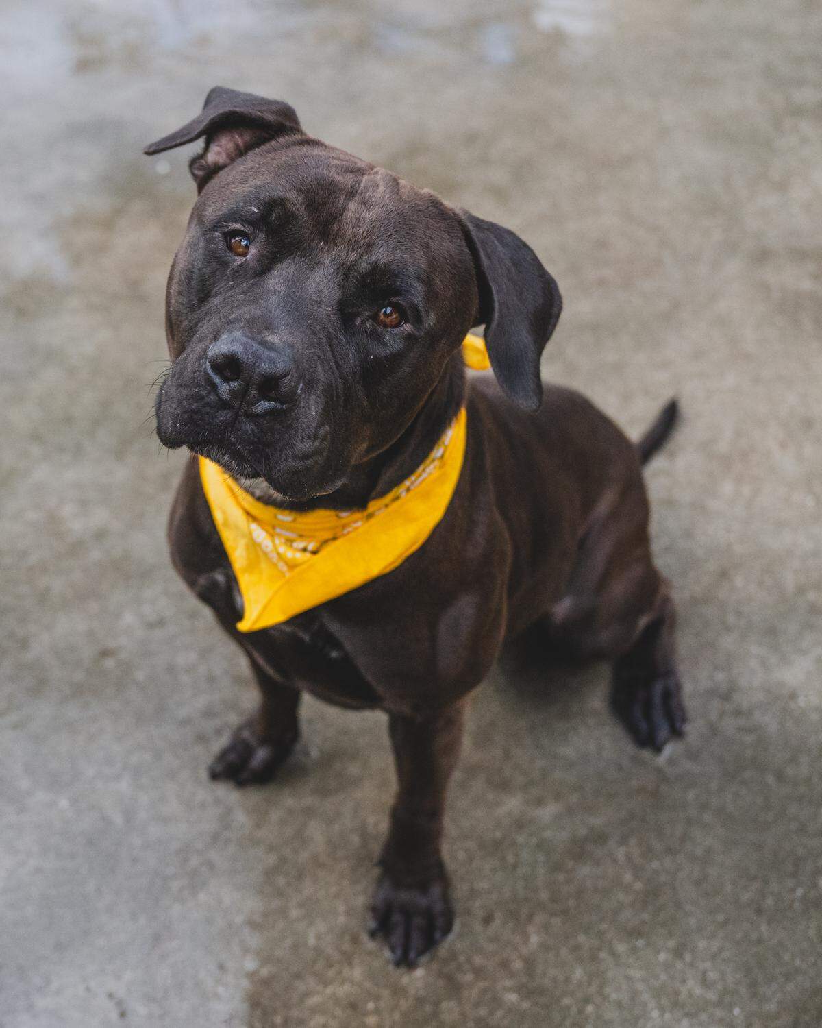 Meet Hambone, a striking 3-year-old Black Mastiff who came in as a stray in August. Hambone is more than just a big, handsome boy; he’s also remarkably obedient and quick to impress with his knowledge of commands like “sit.” This good boy absolutely adores treats and is more than willing to showcase his talents for a tasty reward. Hambone’s social skills are equally impressive, as he actively participates in playgroups with other dogs. His friendly and easygoing demeanor shines when he’s around his canine companions, described as being “loose and wiggly.” Bring Hambone into your home and experience the love and warmth that only a big, lovable boy like him can provide.