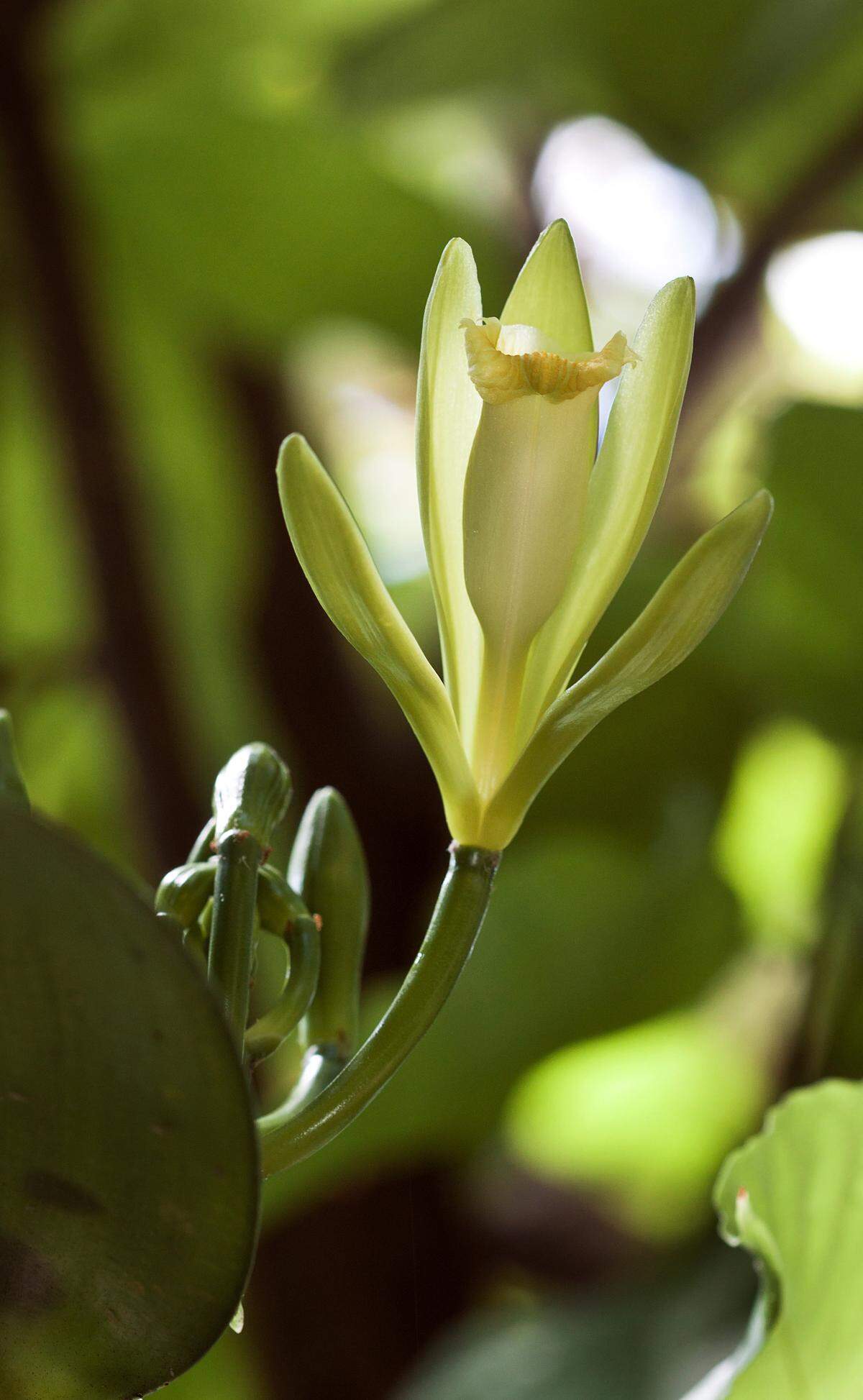 Fairchild Tropical Botanic Garden is propagating Florida’s native vanilla orchid species that can be used to hybridize with a commercial species to produce new and interesting varieties. 