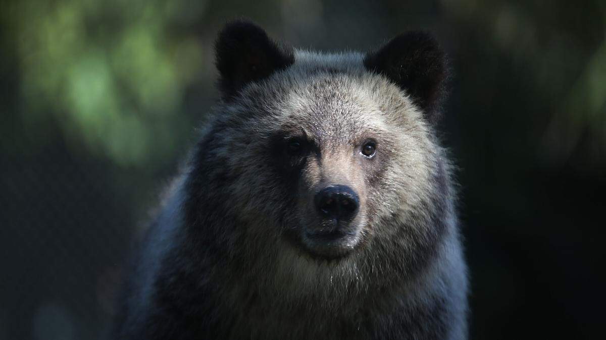 WEST PALM BEACH, FL - DECEMBER 17: Grizzly bear cub named Juneau stands during her first day out in the public at the Palm Beach Zoo on December 17, 2015 in West Palm Beach, Florida. The Zoo will host two-orphaned female grizzly bear cubs until their new permanent home in a South Dakota zoo is completed. (Photo by Joe Raedle/Getty Images)