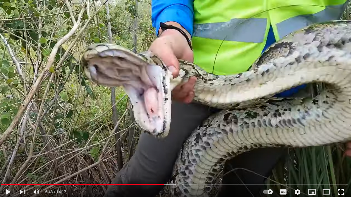 The female responsible for the 111 eggs was 13 feet, 9 inches and was captured by Brandon Rahe, a contractor with the FWC’s Python Action Team, state officials said.