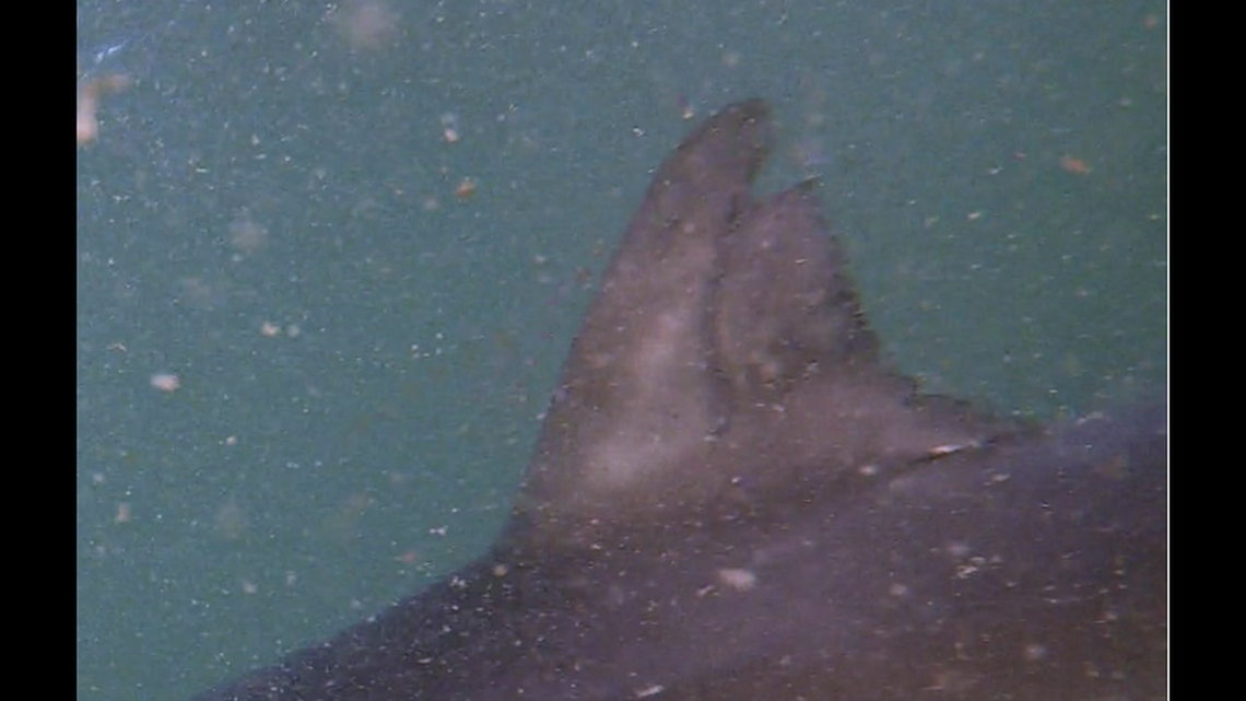 An 8-foot great white shark found with a “huge” wound in 2017 has miraculously healed, scientists say.  