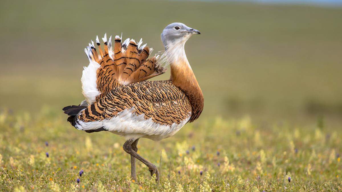 The great bustard, now an endangered species, was once hunted and eaten for ancient funeral rites, researchers say.