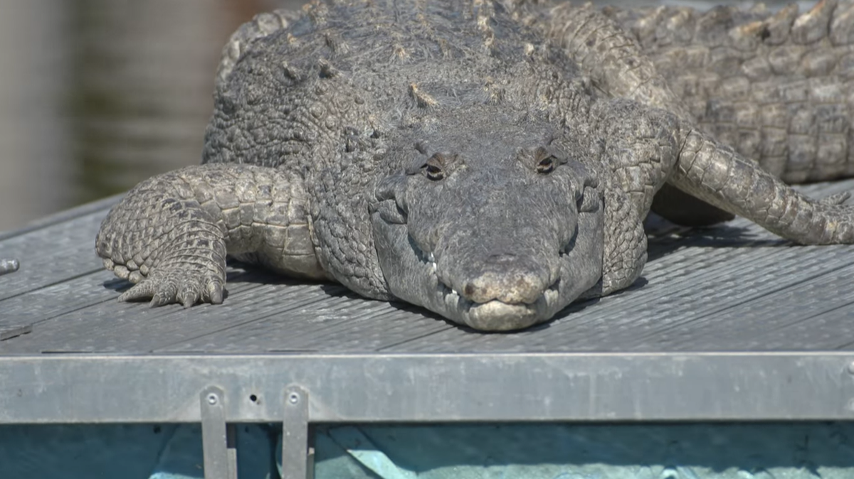 Crocodile sightings have increased in Florida as the species has recovered, experts say. Brevard County is the northern most range for American crocodiles.