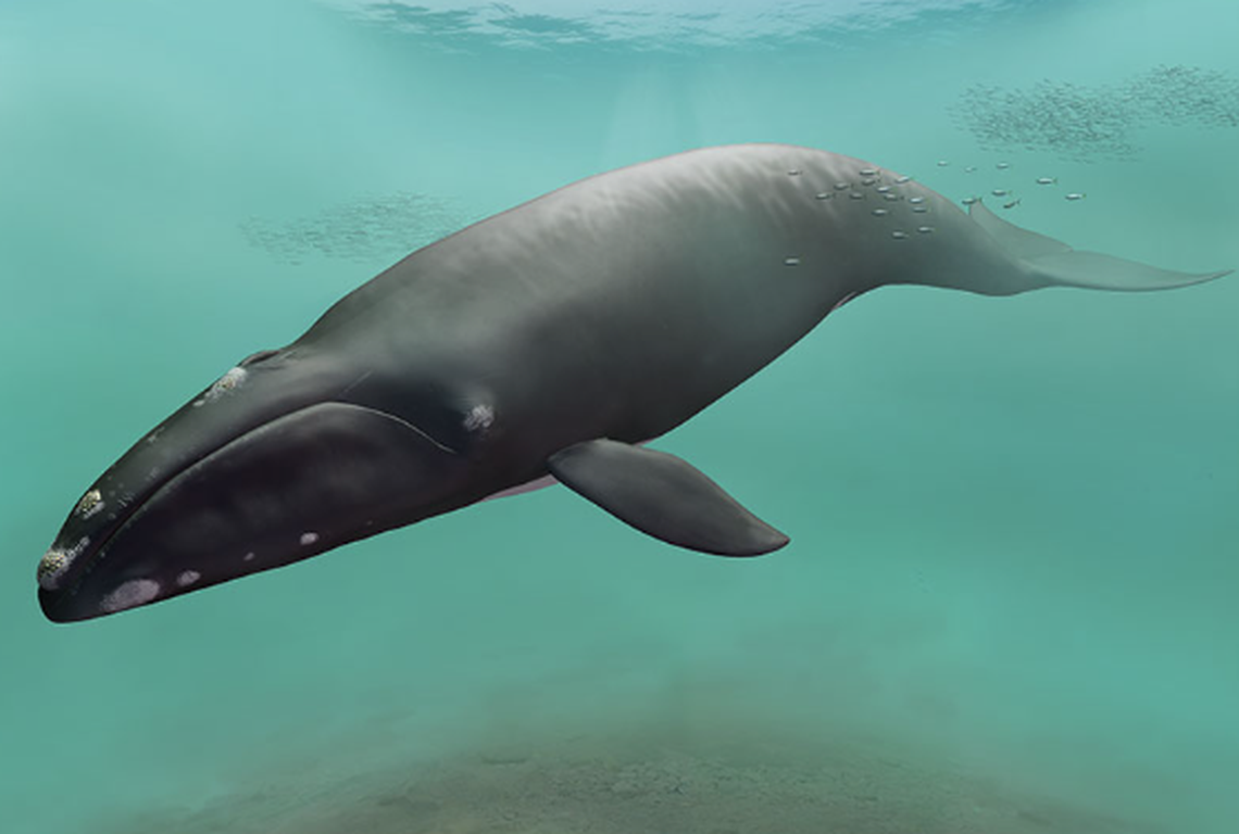 The “mighty” animal was about 40 feet long based on the fossilized bones.