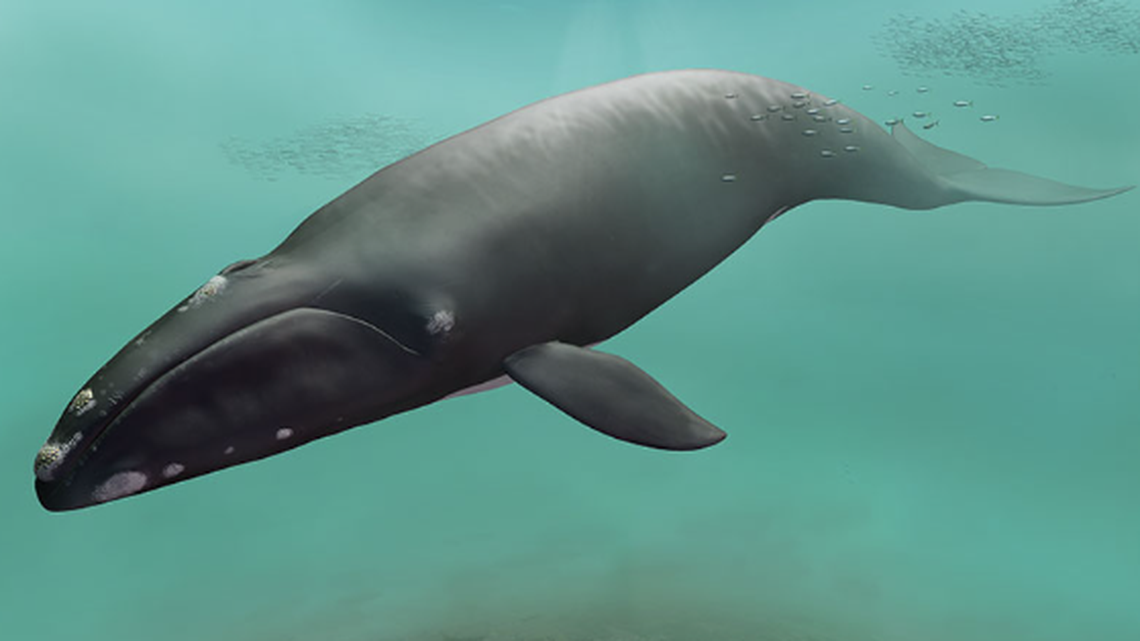 The “mighty” new prehistoric whale species was about 40 feet long based on the fossilized bones.
