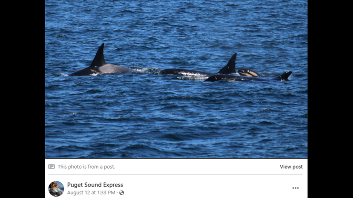 The newborn killer whale was spotted off the coast of Vancouver Island in Canada, experts said.