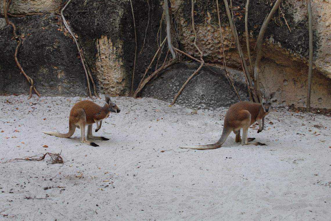 The kangaroos are pictured in their enclosure at Jungle Island, which is closed because of the coronavirus pandemic.
