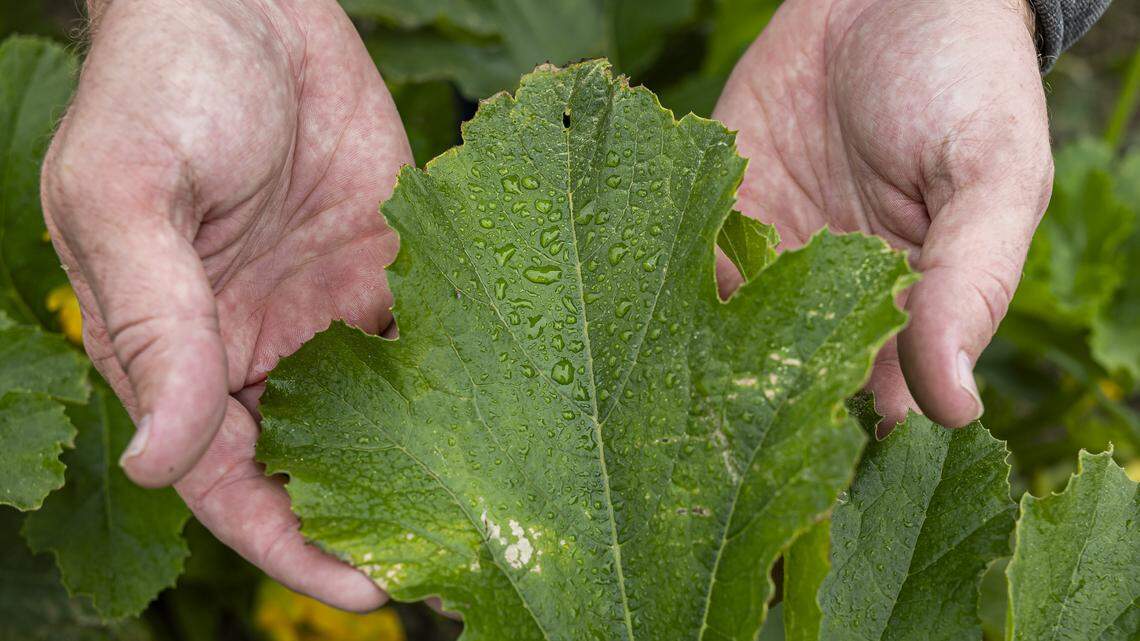 Farm manager David Torbert, 32, holds a zucchini plant leaf coated with water from an irrigation system used for frost protection as he prepares for a cold front expected over the weekend and into next week across South Florida on Friday, Jan. 30, 2026, in Homestead, Fla.